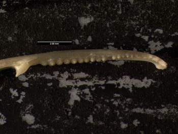Media type: image;   Herpetology R-64693